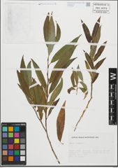 Foto von Salix fragilis L.